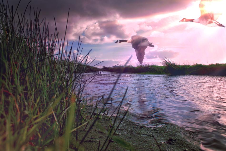 geese over water in a swamp at dusk