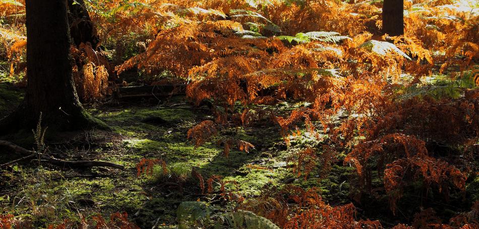 Forest Floor Fern