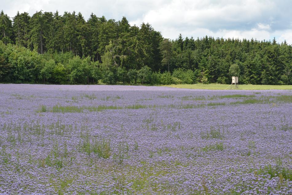 Purple Field Flowers