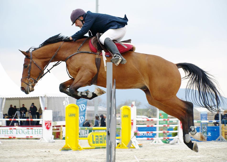 equestrian sport species
