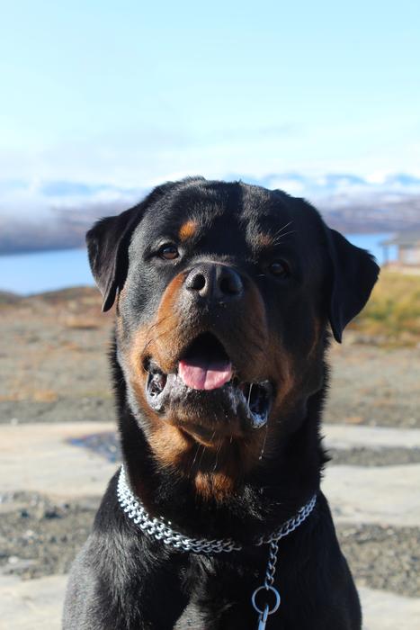 Rottweiler Mountain Dog