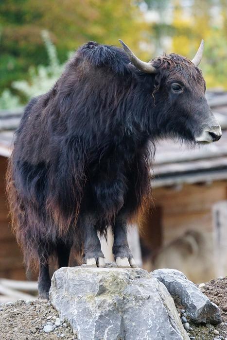Yak Beef Domestic Cattle