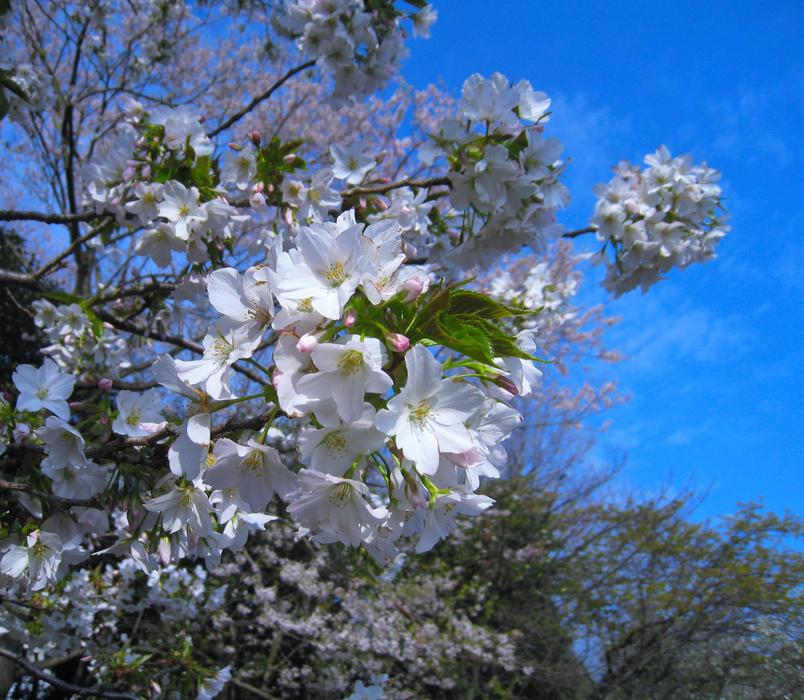 The usual white flowers