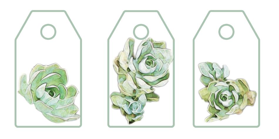 green succulent on labels