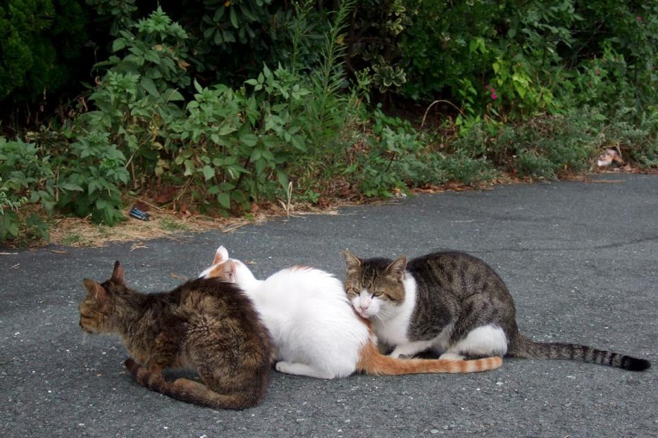 Three Cats Felines Looking