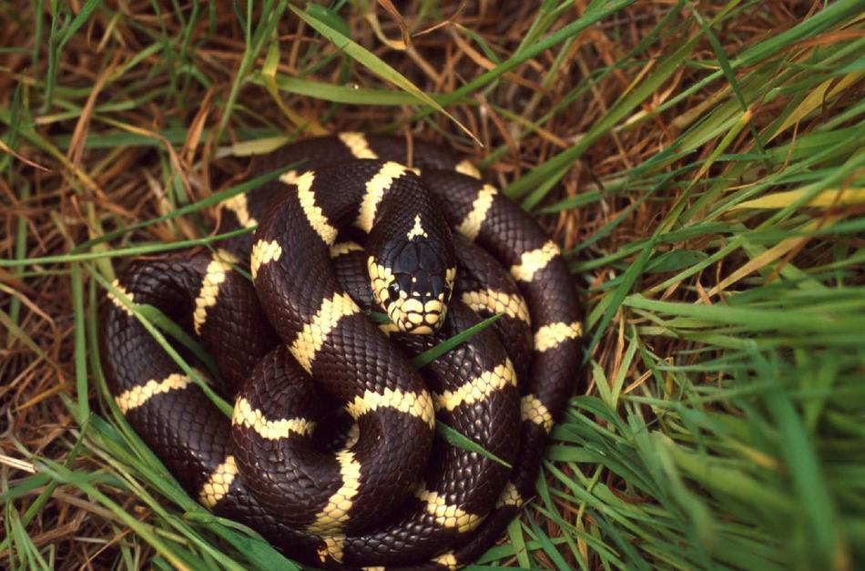 California Kingsnake Nonvenomous