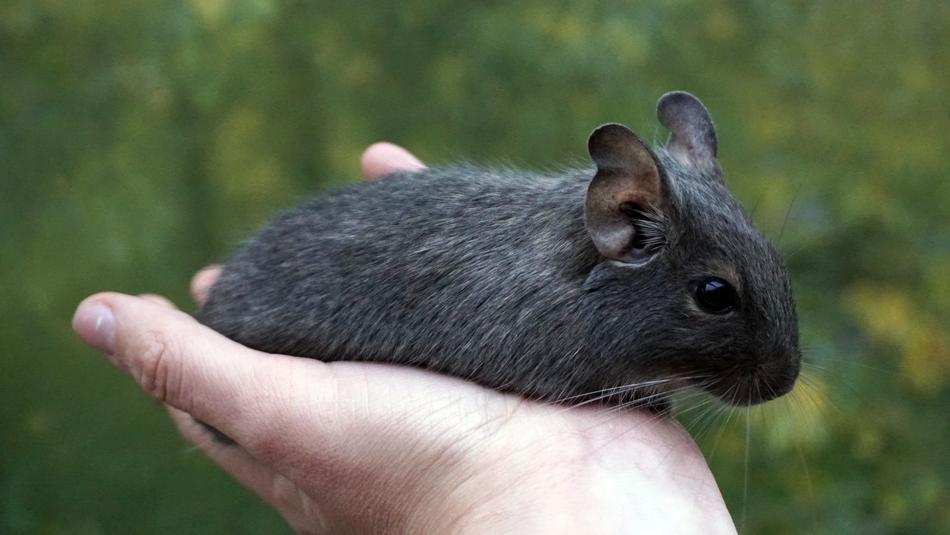 Degu Wore Rat on Hand