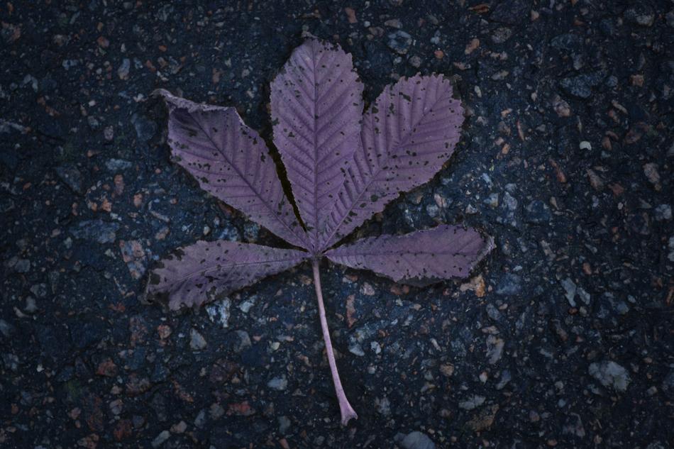 dry forgotten leaf