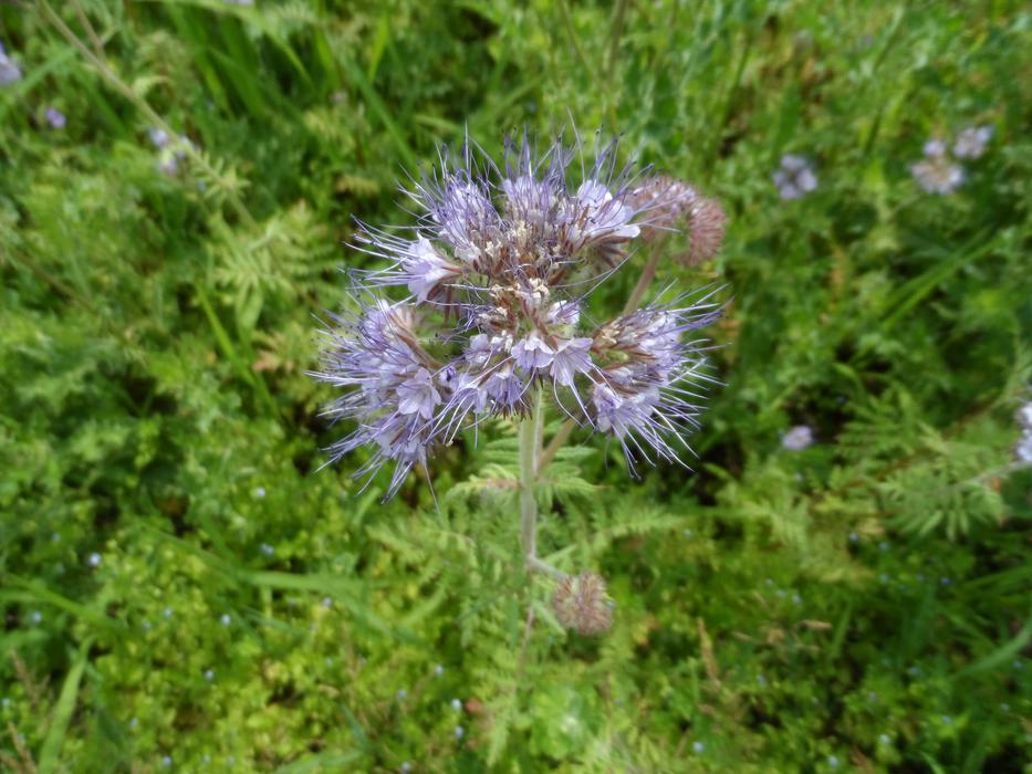 Bee Friend on meadow