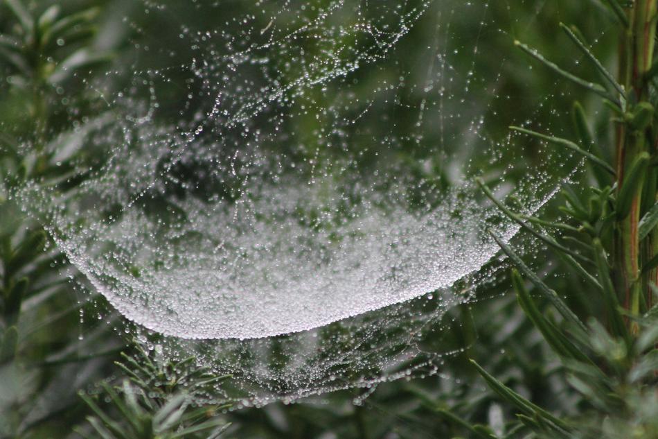 Web Spider Garden