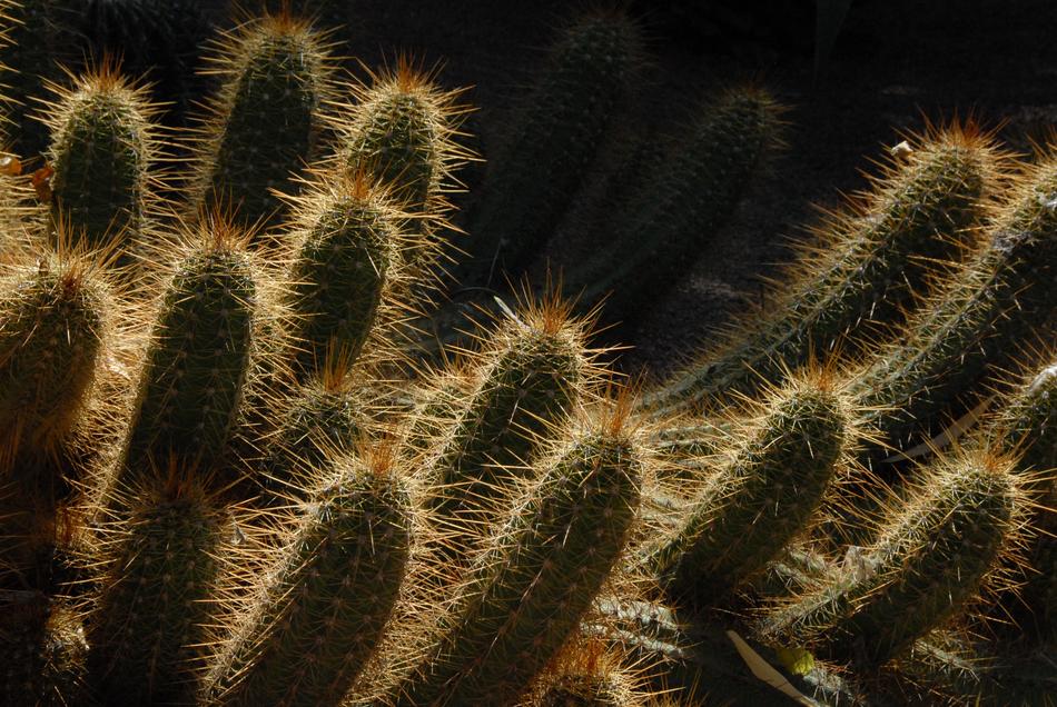 prickly cacti in the wild