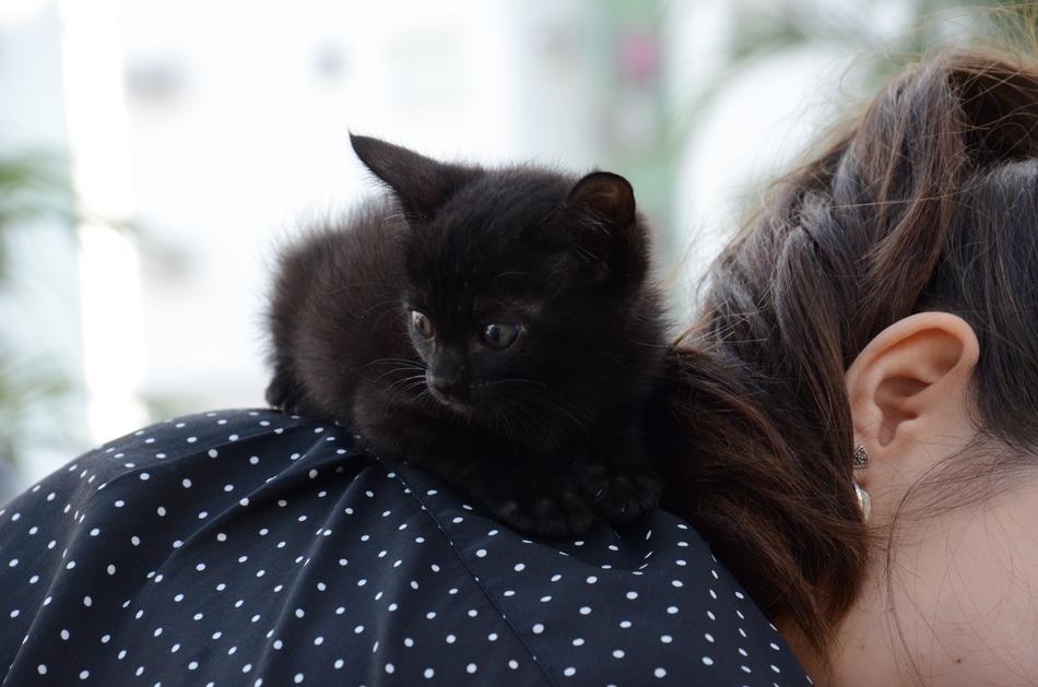 black kitten on a girl’s shoulder