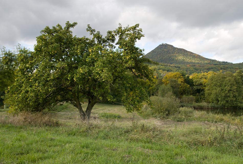Autumn Tree České Středohoří