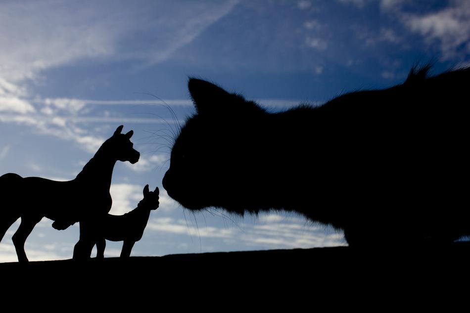 silhouettes of horses and a cat on the background of the evening sky