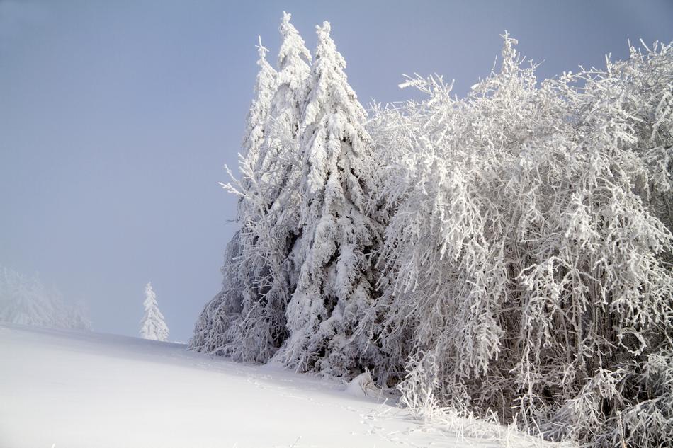 winter glorious forest