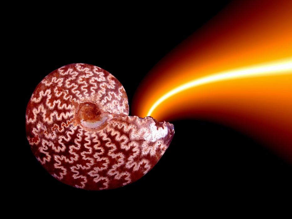 shell with yellow light