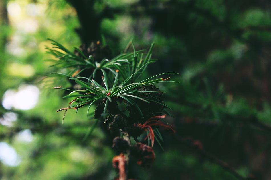 Tree Tap Forest