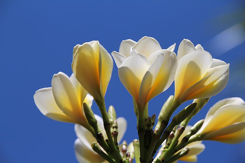 Blossom White Flowers