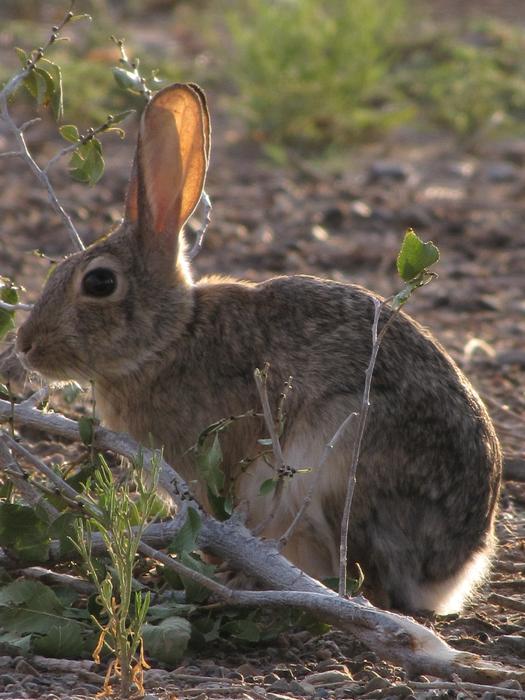 Desert Cottontail Rabbit Bunny