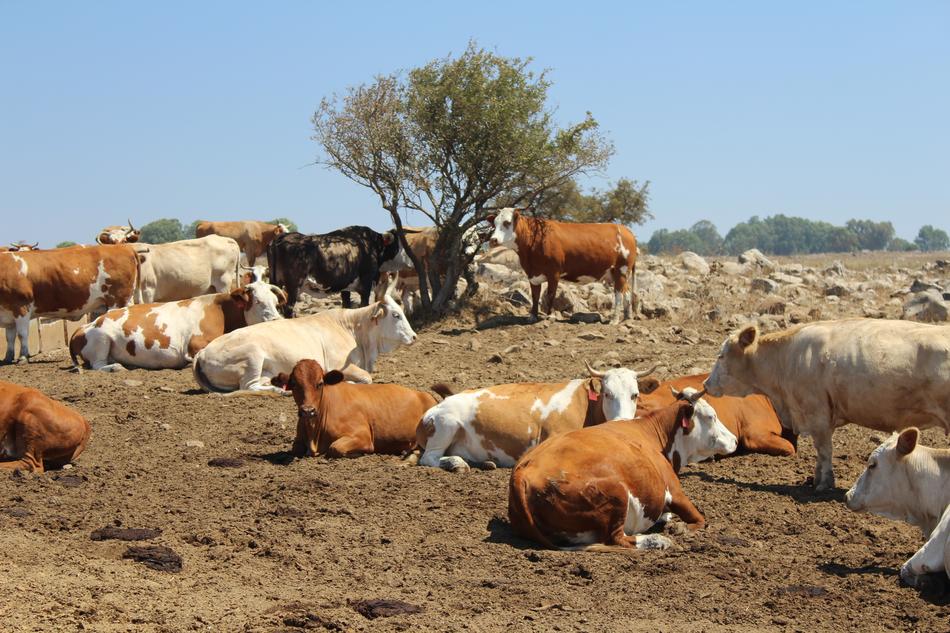 Cows on Farm