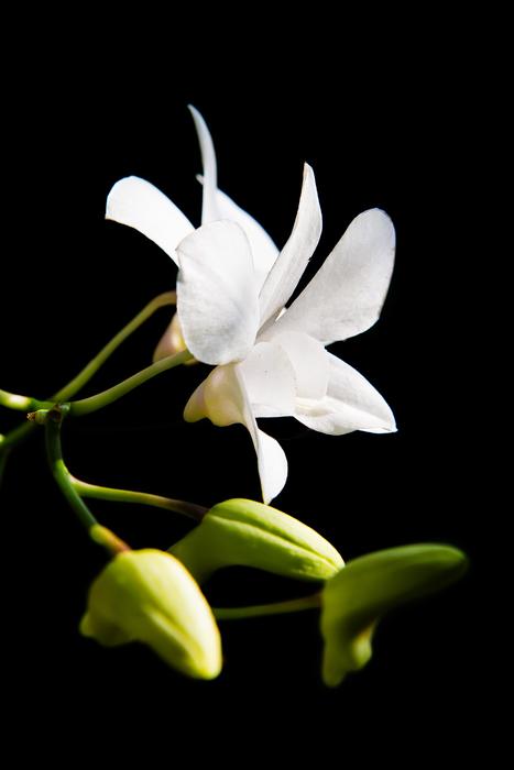 Flower Rolling Page
