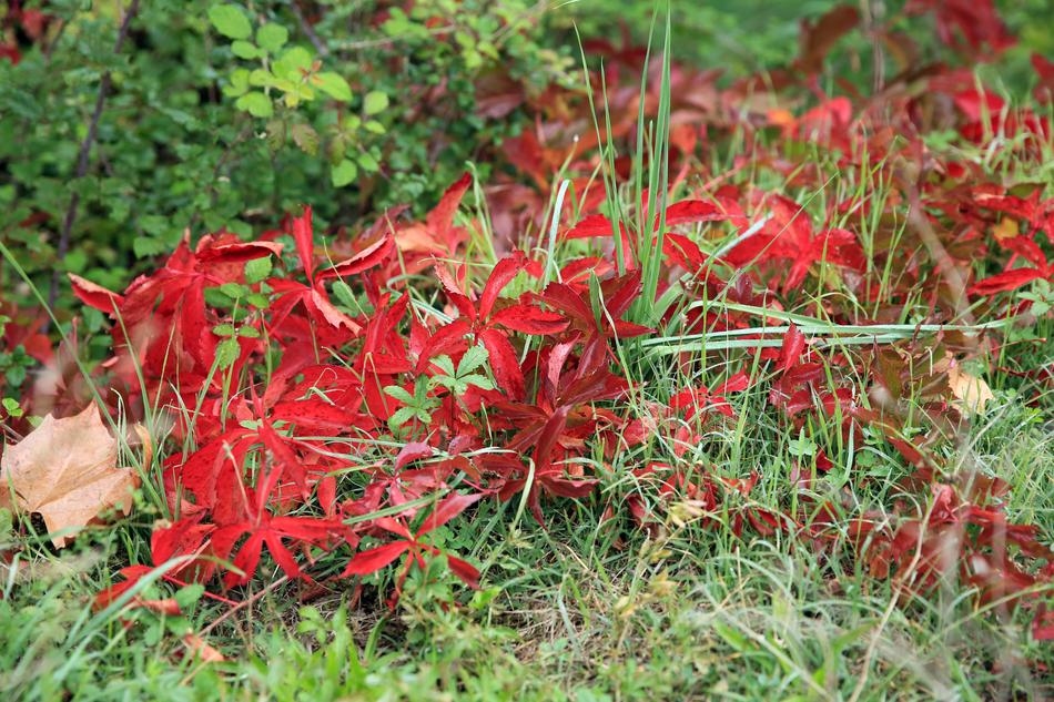Fall Red Nature