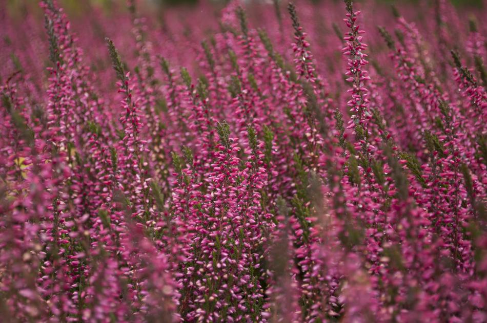 Nature Autumn Heathers