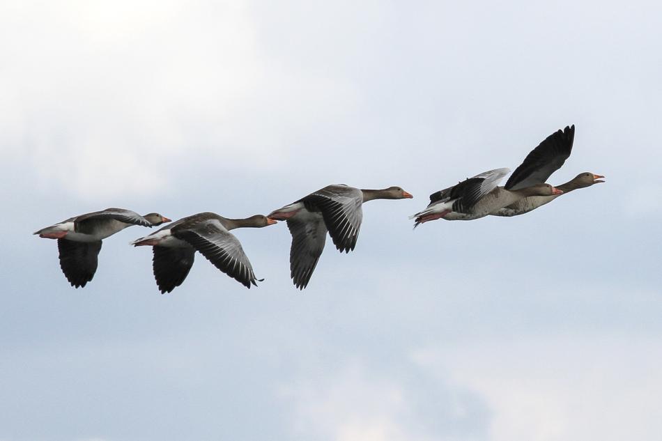 gray geese in the sky