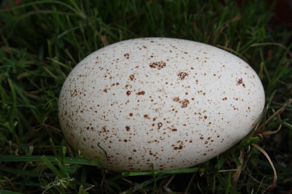 big egg in the grass