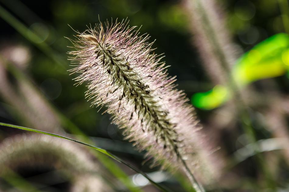 Garden Backlighting Plant Close