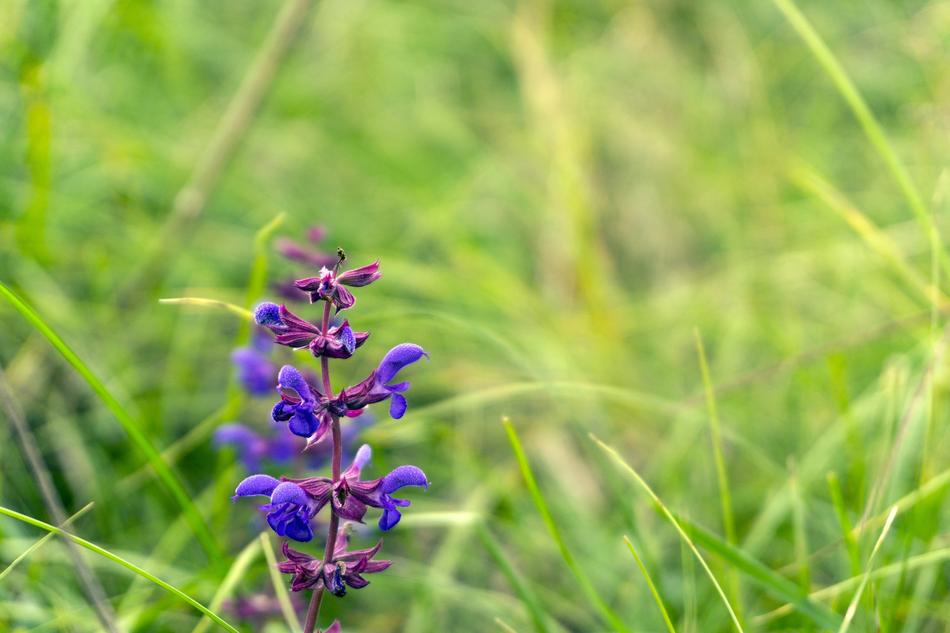 purple wildflower in the grass