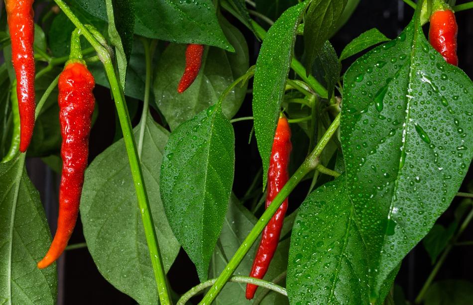Chili Pepper Plant with red pods