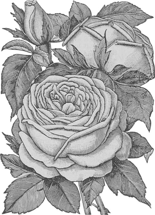 flowers transparent roses bouquet