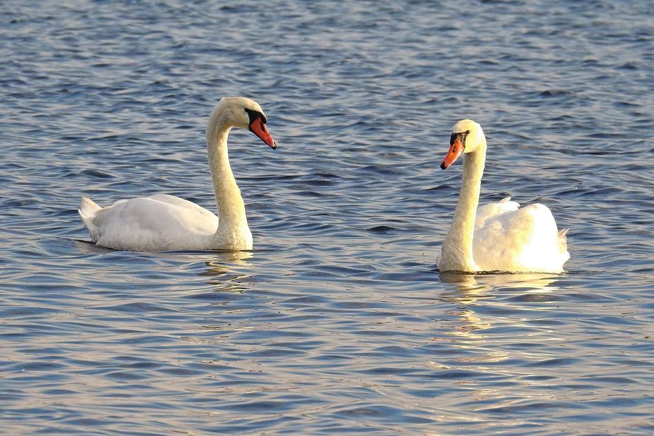 Mute Swans in Water