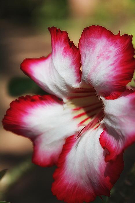 Impala Lily Chalice