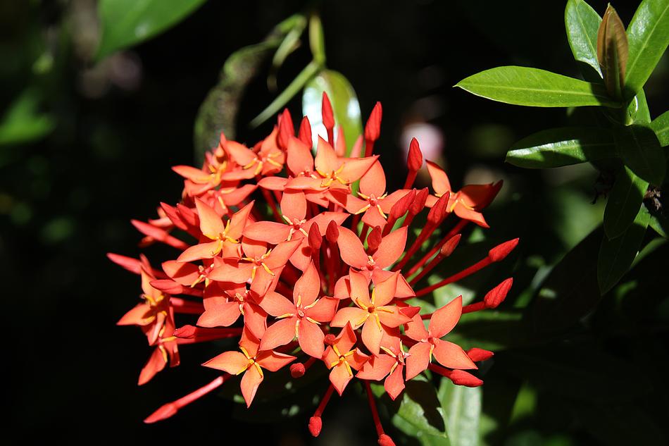 Kanakambaram Orange Flower Star