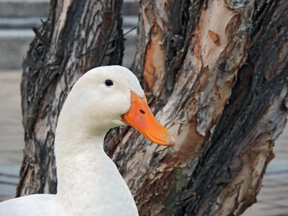 Duck Laguna Birds