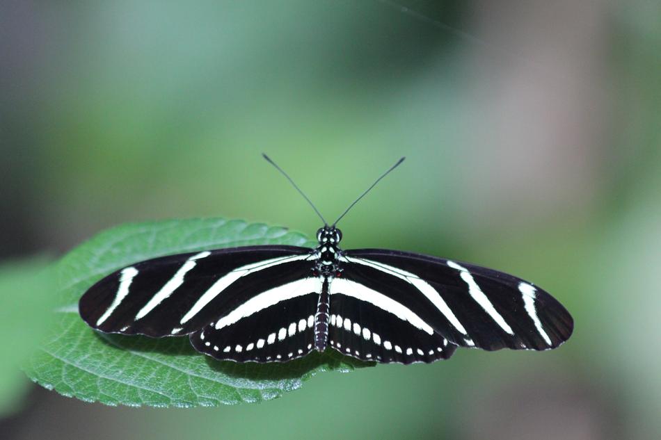 Heliconiinae Kharitonov Butterfly