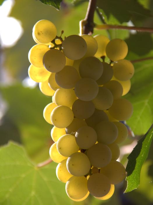 Single Grapes Yellow