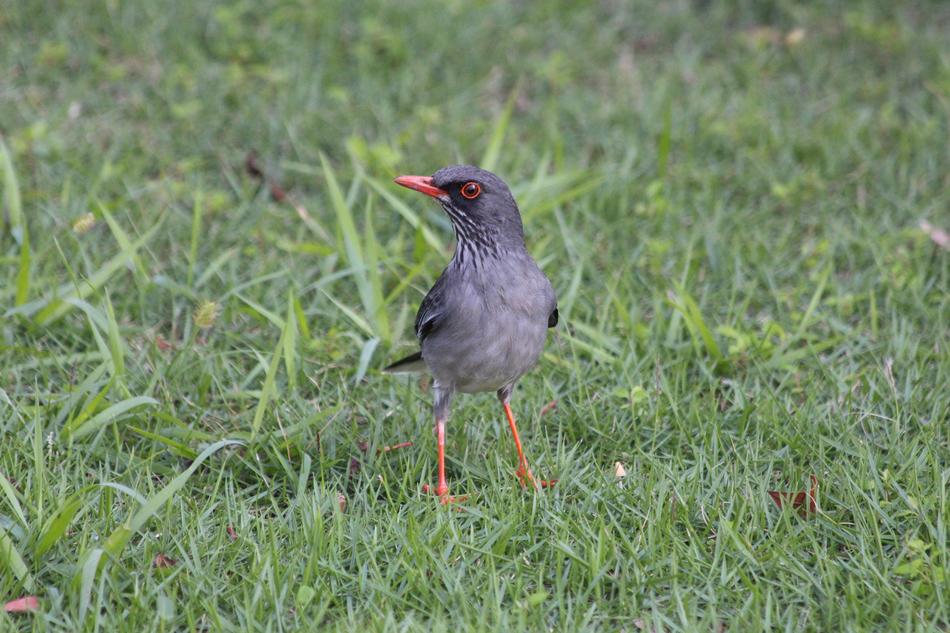 Red-Legged Thrush