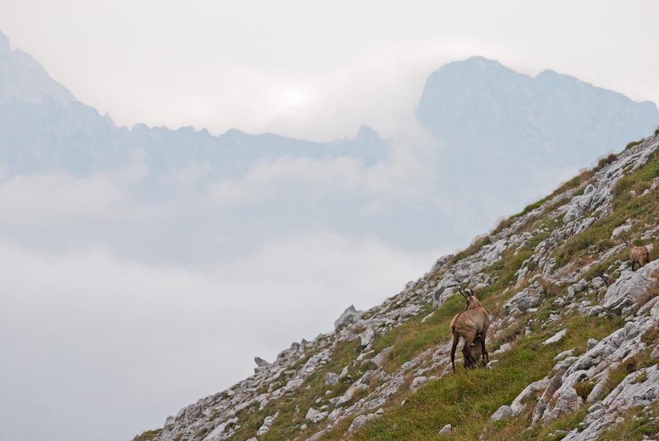 Chamois Gams Mountains