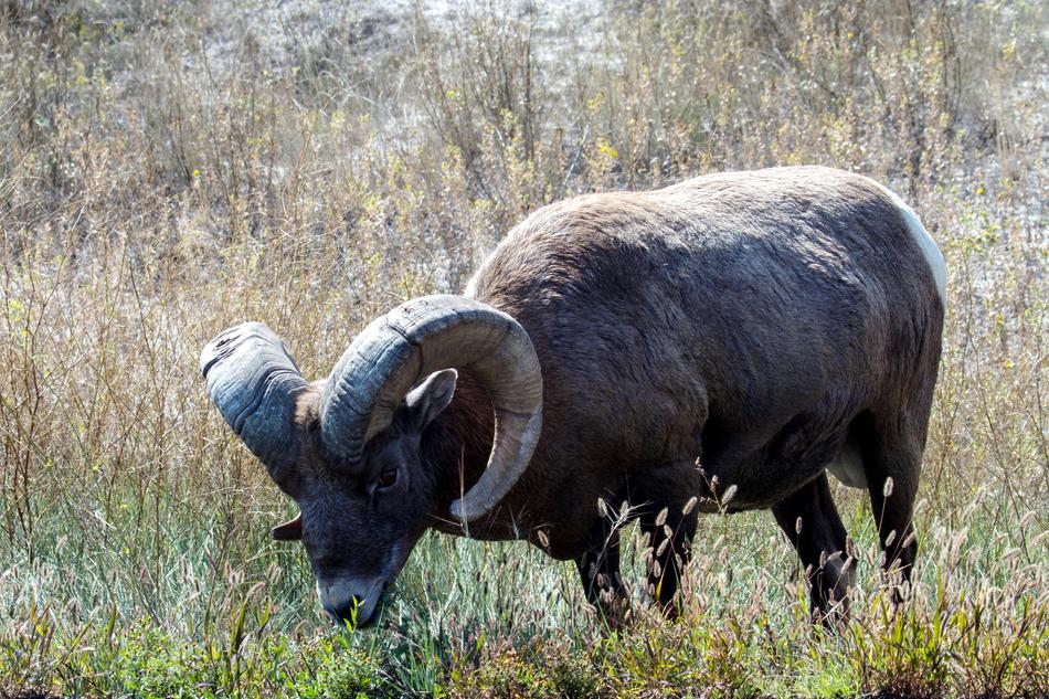 Mountain Sheep Wild Animal