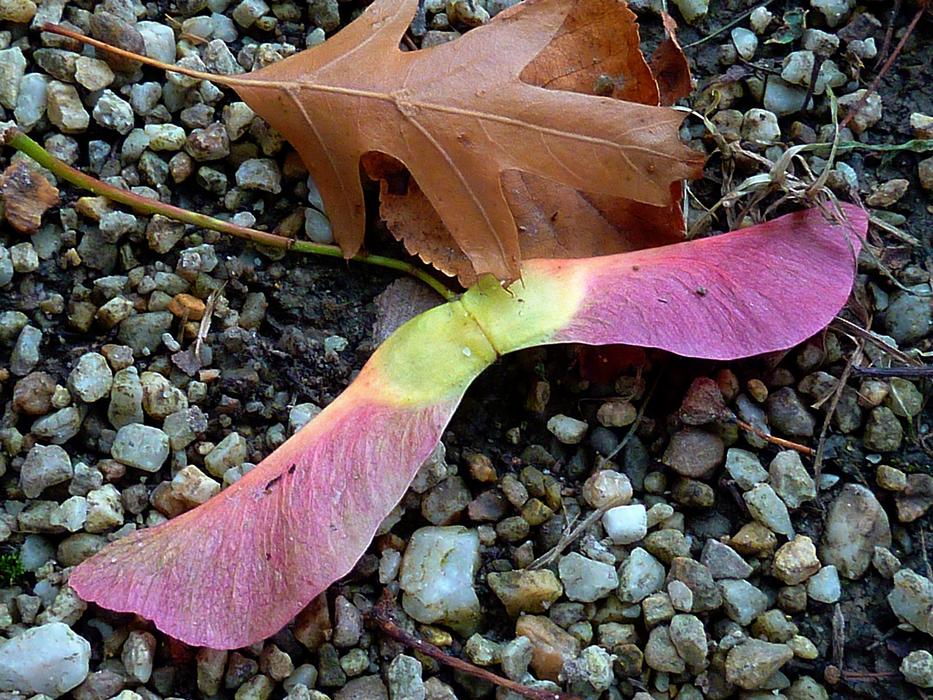 the leaves on the ground