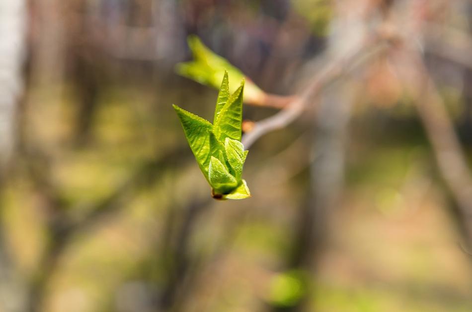 Spring Sheet Branch