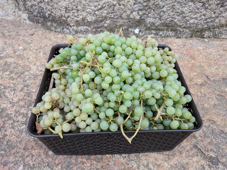 grape harvest in a box