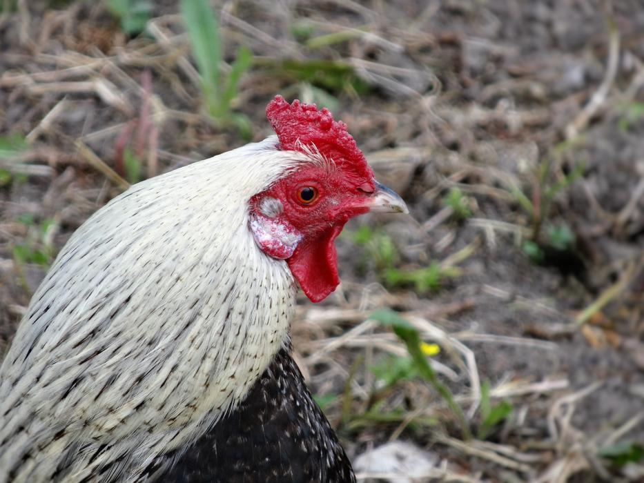 profile of grey Rooster outdoor