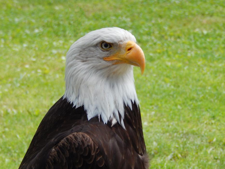 Eagle Nature Bird