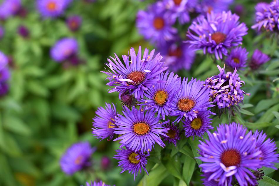 Aster Smooth Laevis