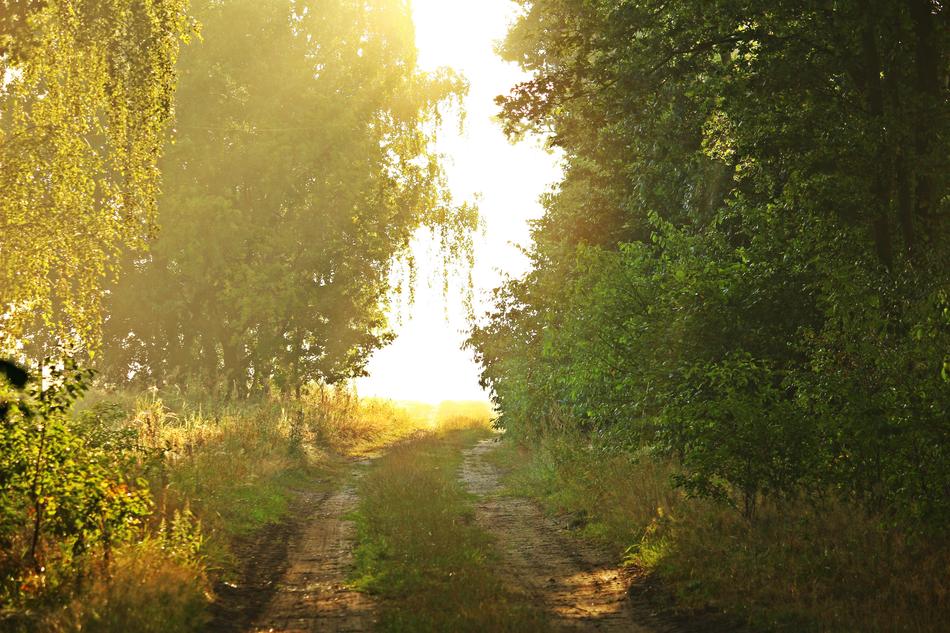 Light Sun Fog