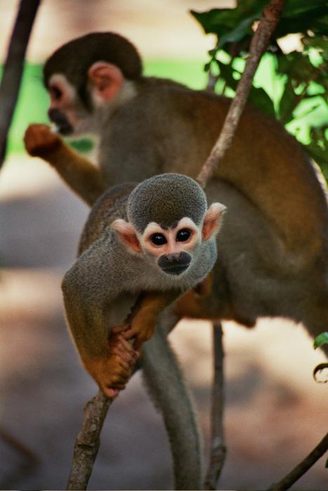 Brazil Monkeys